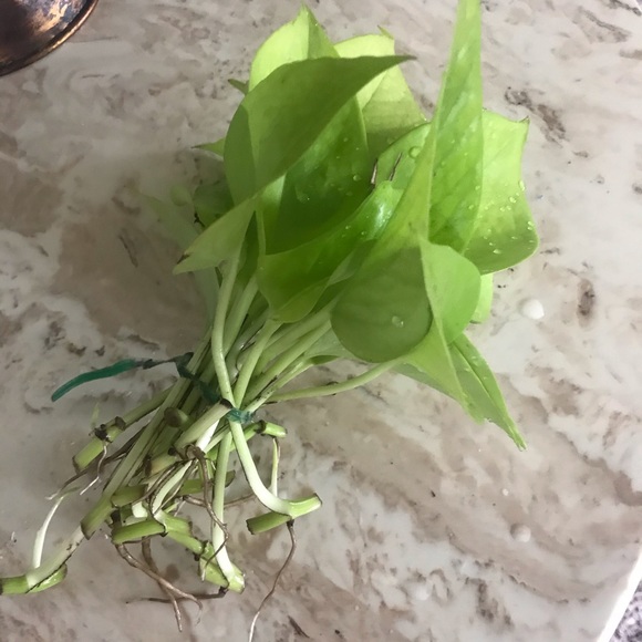 5 Rooted Starter Neon Pothos - Picture 8 of 11